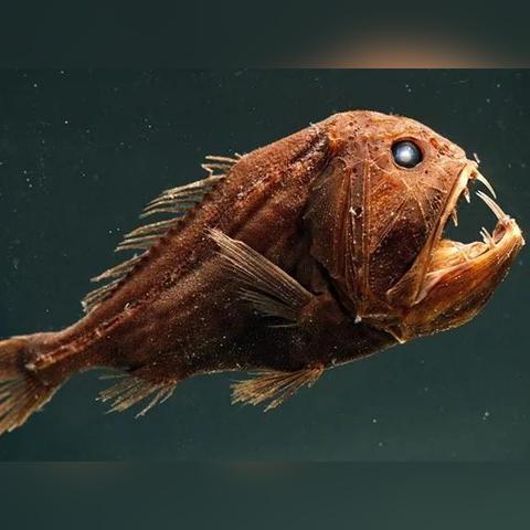 探索未知的深海世界，畅游全新海域！全新深海手游体验，带你穿越神秘的海底世界