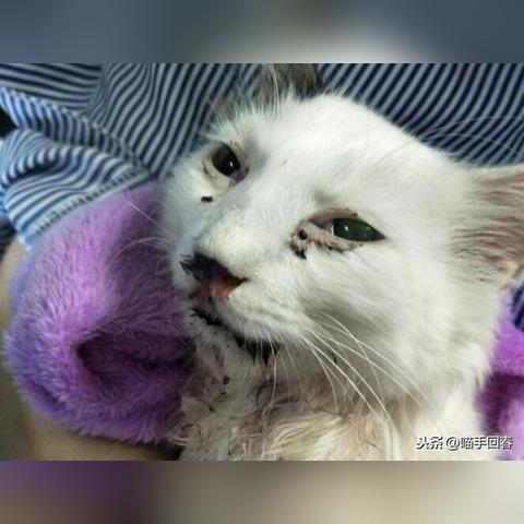 探秘北京神秘胡同里的八条猫咪小院：小憩在猫咪王国，与喵星人亲密相处